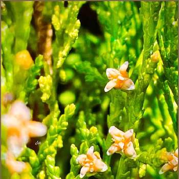 縁起の良い木の投稿画像一覧 Greensnap グリーンスナップ