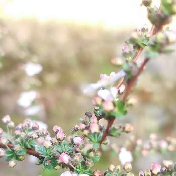 ゆきやなぎの花の画像 by 梅吉さん | 小さな庭と花のある暮らしとピンク ぴんく Pinkとゆきやなぎの花とおうち園芸