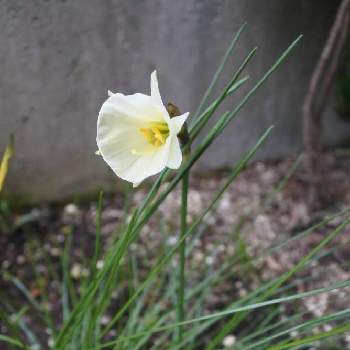 原種系スイセン カンタブリカスの投稿画像一覧 Greensnap グリーンスナップ