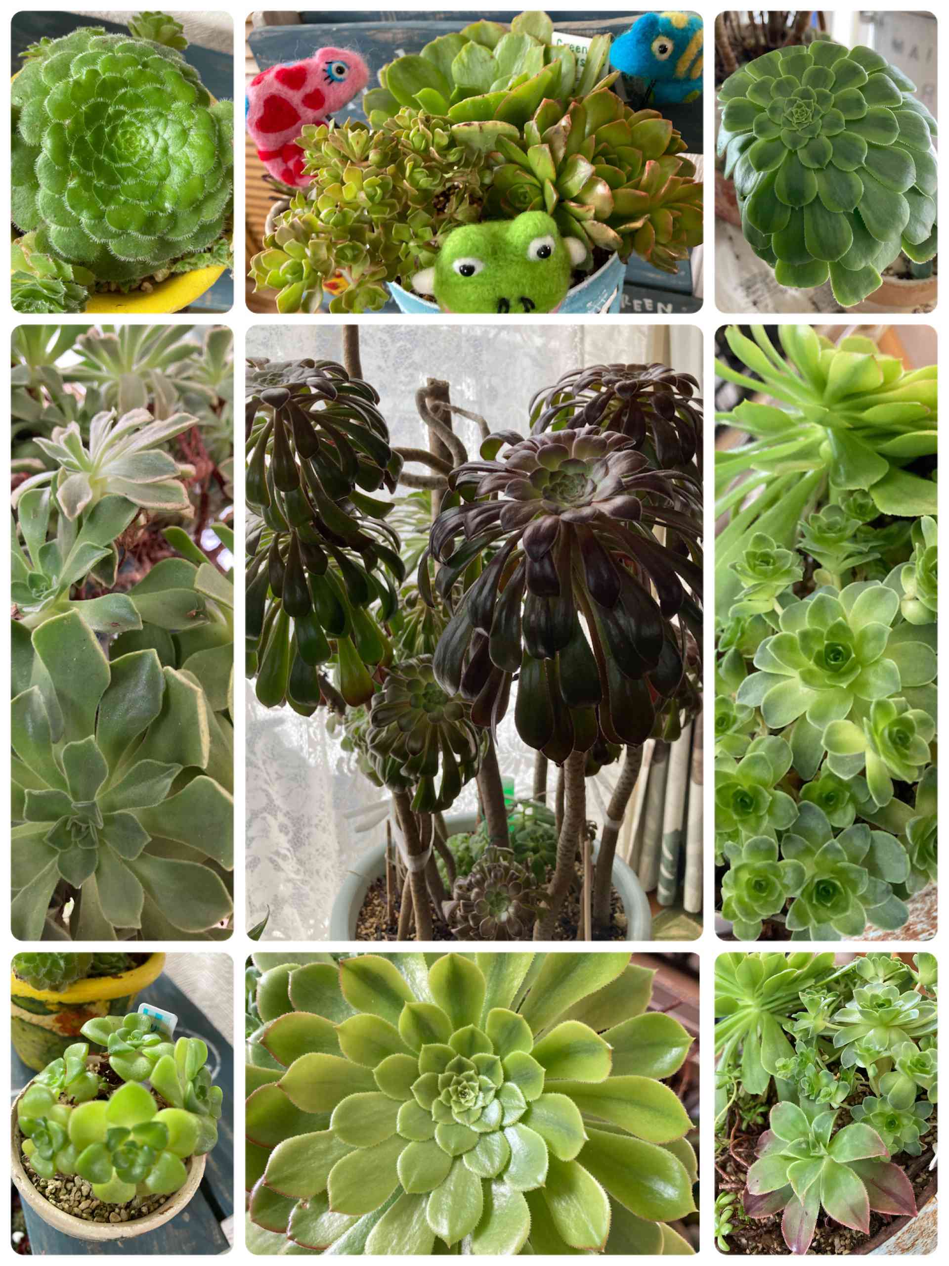 アエオニウム フェスティバル錦の一覧｜🍀GreenSnap（グリーン