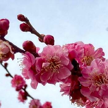 紅梅の花の画像 by mikiさん | 紅梅と金曜日の蕾たちとピンク色の花♡♪と優しい気持ち♡♪とチーム長野と紅梅の花と公園散歩