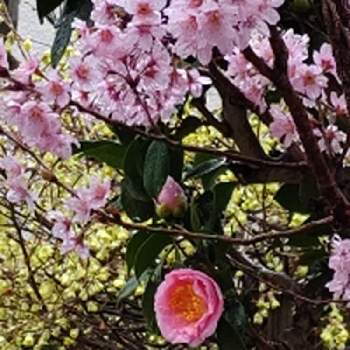 ピンクの椿の画像 by クリスさん | 小さな庭とヒュウガミズキと彼岸桜と乙女椿とお花に癒されるとさくら色の花♡とお気に入りと可愛い花とピンクの椿と黄色の花と大好き♡︎ʾʾと地植え