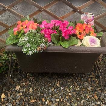 バラ咲きプリムラジュリアンの画像 by suzy-nayさん | 小さな庭と寄せ植えと可愛い❤とバラ咲きプリムラジュリアンと花いろいろと元気に育ててますよ
