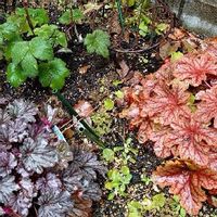 シュウメイギク 秋明菊 の育て方 植え付け時期や栽培適所は Greensnap グリーンスナップ