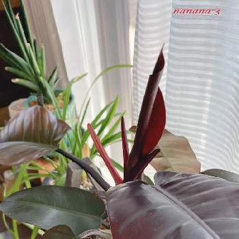 新しい葉っぱの画像 by nanana-3さん | 窓辺とフィロデンドロン・ブラックカーディナルと新しい葉っぱと素敵✨✨とがんばろーとおねがいSiriとおもしろーい❗️と楽しみと綺麗✨✨と喜び