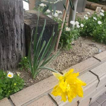 カラフルな花の画像 by Kさん | 小さな庭と可憐な花と黄色のお花とカラフルな花とおうち園芸