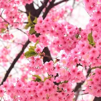 楽しいなぁの画像 by ここぐりちゃんさん | お出かけ先とキュンキュン乙女倶楽部と元気をもらうものと思い出の花と桜フォトコン2022と楽しいなぁと 河津桜と可愛いなぁ〜☆