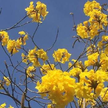 ノウゼンカズラ科の画像 by ゆいさん | 畑と癒しと黄色い花と元気もらえるとイッペーの花とノウゼンカズラ科