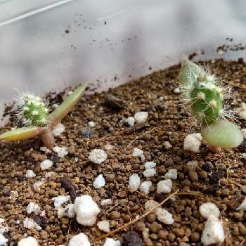 ウチワサボテンの投稿画像一覧 Greensnap グリーンスナップ