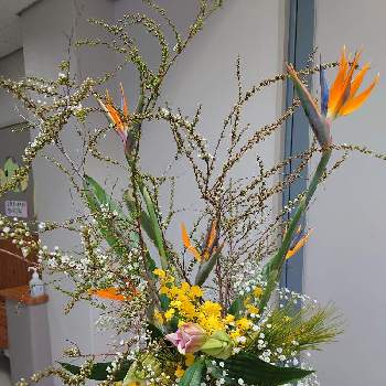 職場の花の画像 by そんそんさん | 玄関とストレリチアと松 まつとユキヤナギとかすみ草とゆりとオンシジュウムと卒業式のお花と職場の花