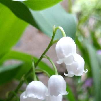 純白の花の画像 by お伽草詩さん | 広い庭とスズランと群生と風通しの良い場所と半日陰と山野草と魅力的と今日のお花と可愛いと小さな花と純白の花