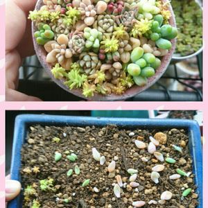 ちまちま寄せ植え,バラと夢CLUB,お正月な寄せ植え,さくら亭さんリメ鉢,なおのちまちま寄せ植えの画像