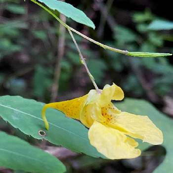 キツリフネソウの投稿画像一覧 Greensnap グリーンスナップ