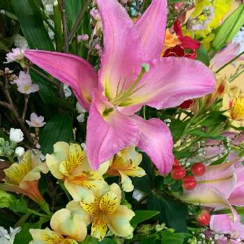 ピペリカムの画像 by Norikoさん | ピペリカムとアルストロメリアとユリと癒しとお祝いのお花とおめでとう♡ときれいな色とはると暮らしに癒しをと春色