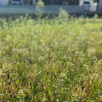 ペンペン草の画像 by Pollyさん | ペンペン草と山野草とナズナ。と#春来たぞ