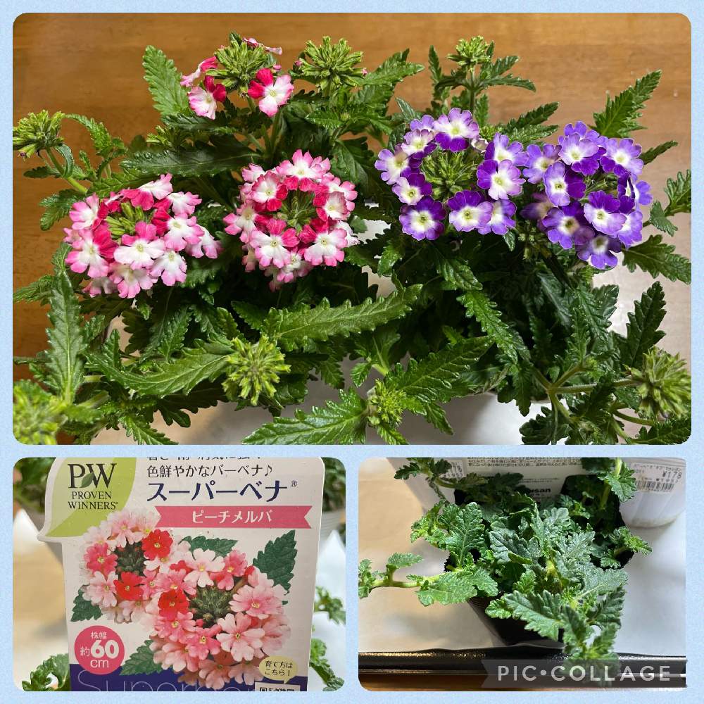スーパーベナ ピーチメルバの投稿画像 By ひろりんさん バーベナと新入りさんと花のある暮らしとコーナン 市川原木店とバルコニー ベランダとpwと新入りさんと花のある暮らしとコーナン市川原木店とpw 22月3月18日 Greensnap グリーンスナップ Greensnap