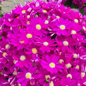 頑張ろうの画像 by 和花さん | お出かけ先とサイネリアと色がきれいと癒される♡と好きな花と可愛い～( ´艸｀)♡と花はいいねと笑顔になれる♪と素敵な1日をと花びらが可愛いと頑張ろうとピンク好き