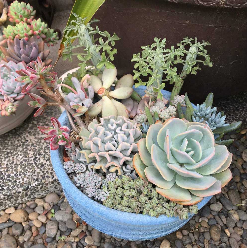 増えた白鳳の記録 2017年10月〜2022年3月｜🍀GreenSnap