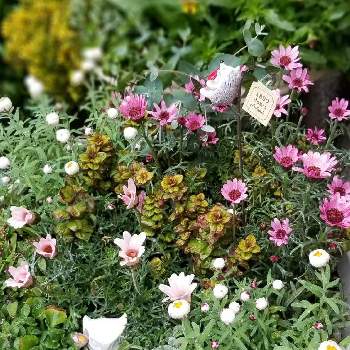 ローダンセマム・マーキュリーの画像 by なつれさん | ローダンセマム・マーキュリーとハナカンザシとローダンセマム アプリコットジャムと斑入りオレガノ マルゲリータとアークトチス バーガンディとクローバーティント ロゼと花 オレガノと季節を楽しむと寄せ植えと癒しと可愛いとガーデニングと花のある暮らし