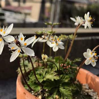 バイカオウレンの花の投稿画像一覧 Greensnap グリーンスナップ