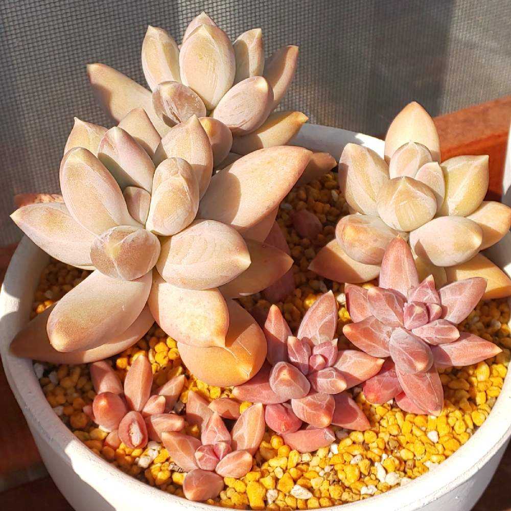 多肉植物　フーケリー カット苗  6個 多肉植物 レッドエッグ錦♡抜き苗 多肉植物 ピンクプリティ錦