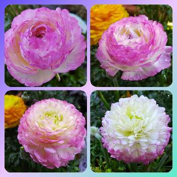 色が変化の画像 by ゆんさん | バルコニー/ベランダとラナンキュラス　バイカラーとピンクの花と２０２０年５月同期と白の花と色が変化と花のある暮らし