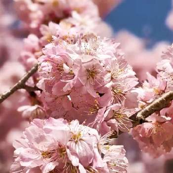 陽の光を浴びての画像 by シェリーさん | お出かけ先と春めき桜と元気いっぱいと南足柄と桜満開と神奈川県南足柄市とさくら さくらと桜フォトコン2022とYukoさんのピンクワールドへようこそとさくら 桜 サクラとピンク大好きと今日も素敵な1日を〜といつも心に太陽をと桜さくらサクラとピンクワールドへ ようこそと陽の光を浴びてとさくら♪と桜の花♡と桜さくと春めき桜⚪とさくらと19日はピンクの日!と満開の桜
