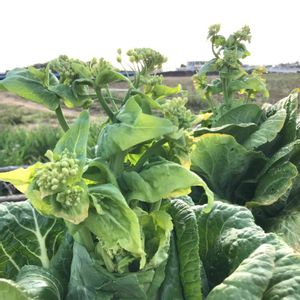 白菜,冬野菜,混植家庭菜園,失敗から学ぶ,美味しくいただこう♡の画像