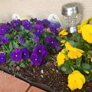 よく咲くスミレ クランベリーの投稿画像一覧 Greensnap グリーンスナップ よく咲くスミレ クランベリーの投稿画像一覧 Greensnap グリーンスナップ