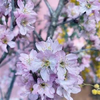 啓翁桜の切り花の投稿画像一覧 Greensnap グリーンスナップ