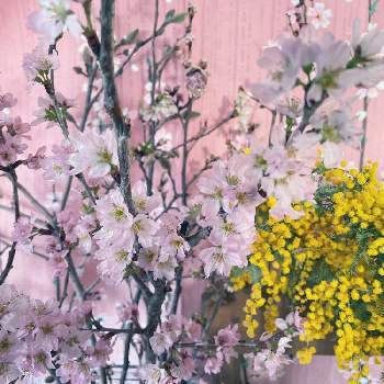 啓翁桜の切り花の投稿画像一覧 Greensnap グリーンスナップ