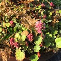 ネジバナ 捩花 の育て方 種まきや苗の植え替え時期 増やし方は Greensnap グリーンスナップ