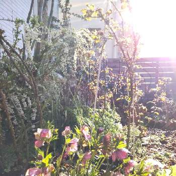 バラ カルトナージュの画像 by puttinさん | 小さな庭とバラ カルトナージュとクリスマスローズとユキヤナギとばら バラ 薔薇と手作りの庭と季節の花とガーデニングと花のある暮らしとロザリアン