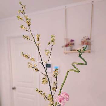 切り枝の投稿画像一覧 Greensnap グリーンスナップ