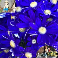 サイネリア,平和を願う☆,美しく青きドヨウ,チーム・ブルー,おしゃれな土曜日♪の画像