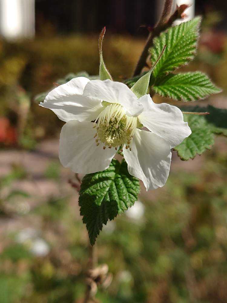 目黒自然教育園、早春の山野草♪|🍀GreenSnap(グリーンスナップ) 目黒自然教育園、早春の山野草♪|🍀GreenSnap(グリーンスナップ)