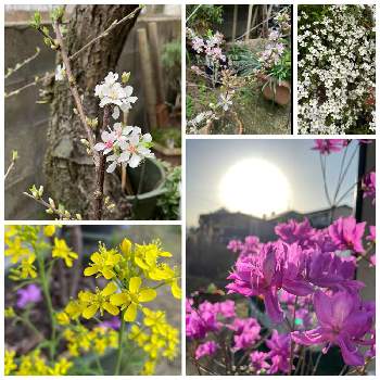 庭梅の投稿画像一覧 Greensnap グリーンスナップ 庭梅の投稿画像一覧 Greensnap グリーンスナップ