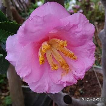 ピンクの椿の画像 by クリスさん | 小さな庭と椿 （つばき）と地植えといい感じ♪♪と可愛い花とピンクの椿とお気に入り