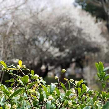 ウメ✽の画像 by 秋草さん | 広い庭とジンチョウゲとウメと白い花とウメ✽と灌木✽と春色✽