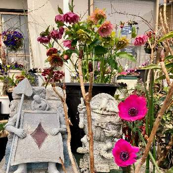 癒しを求めての画像 by White Roseさん | 小さな庭と花時間と癒しを求めてとピンクの花と花のある暮らしと アネモネと鉢栽培