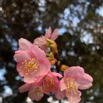 カワヅザクラの画像 by たっちゃんママさん | お出かけ先とカワヅザクラと植物からパワー❣️とピンク！ピンク！ピンク！とピンクの花とNo  more warとお写ん歩とGS日和とピンクの日とさくら 桜 サクラと可愛い〜♡と❤️桜リレー♬と植物がある暮らしと明日はきっと良い日になると花のある暮らしと武器ではなく花をと19日はピンクの日!と 河津桜