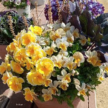 エッグタルトの画像 by Hikariさん | ビオラ　エッグタルトとモリモリ！と庭の花と寄せ植えとマイガーデンとおうち園芸とサトウ園芸と庭のある暮らしと黄色の花とエッグタルト