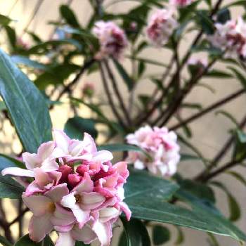 沈丁花の赤花の投稿画像一覧 Greensnap グリーンスナップ