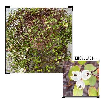 わしゃわしゃの投稿画像一覧 Greensnap グリーンスナップ わしゃわしゃの投稿画像一覧 Greensnap グリーンスナップ