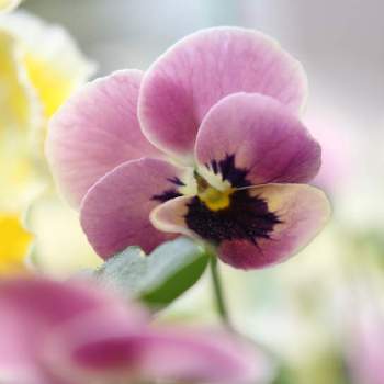 見元ビオラピンクコアラの投稿画像一覧 Greensnap グリーンスナップ