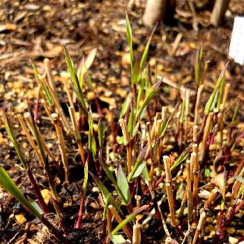 フウチソウの投稿画像一覧 Greensnap グリーンスナップ