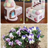 クローバー,パンジー,スイートアリッサム ,モルタルプランター,たにおたくらぶの画像