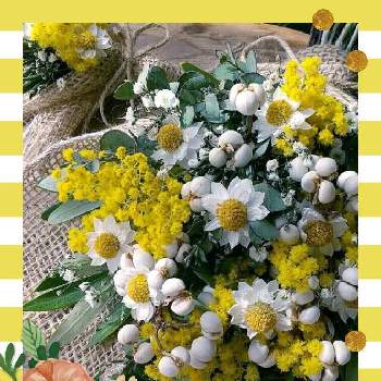 ナチュラルドライフラワーの画像 by EMI tu CHI (えみっち)さん | インテリアとナチュラルドライフラワーと黄色のお花♡とドライフラワーのある暮らしと緑のある暮らしとドライフラワーアレンジと花いろいろと君も花が好きなのかと花のある暮らしと見てくれてありがとう♡とGREEN UP!とミモザ可愛い♡とミモザ  大好きとミモザ大好きとかすみ草♪