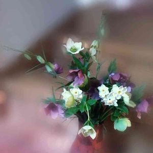 クリスマスローズ,スイセン,バイモ,バイモユリ,水仙の画像