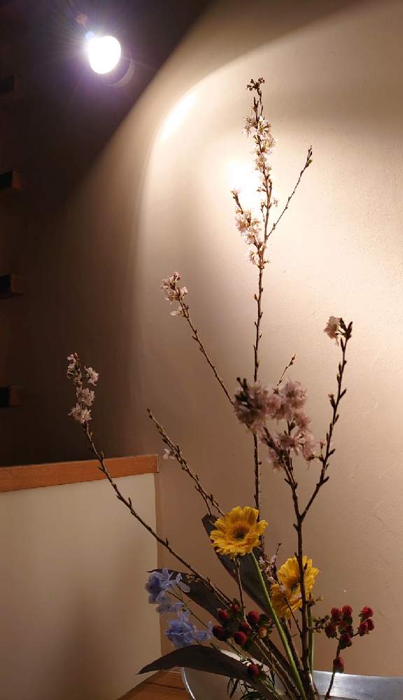 デルフィニウムの投稿画像 By ほりーさん さくら サクラ 桜とガーベラとヒペリカムとドラセナと階段 廊下と盛花とほりーいけばなと季節の花とお稽古と自由花といけばなと花のある暮らしと盛花とほりーいけばなと季節の花とお稽古と自由花といけばなと花のある暮らし デルフィニウムの投稿画像 By ほりーさん さくら サクラ 桜とガーベラとヒペリカムとドラセナと階段 廊下と盛花とほりーいけばなと季節の花とお稽古と自由花といけばなと花のある暮らしと盛花とほりーいけばなと季節の花とお稽古と自由花といけばなと花のある暮らし